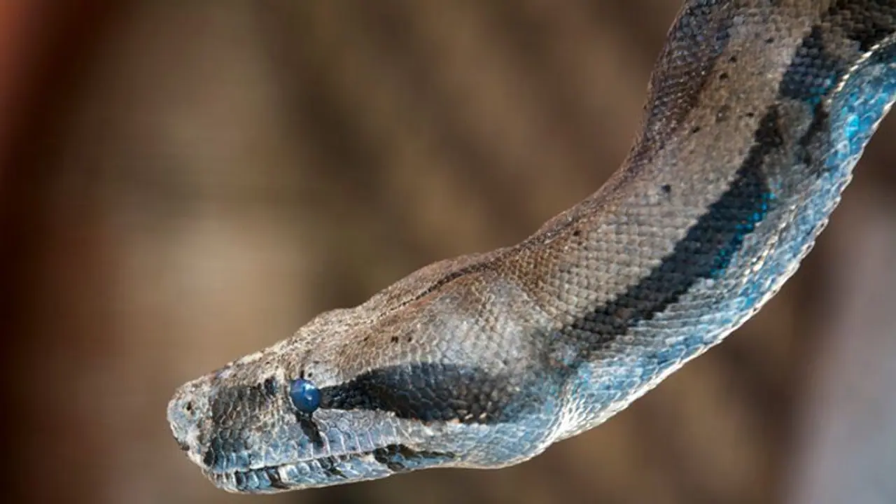 Amit Shah: மத்திய அமைச்சர் அமித் ஷா வீட்டில் 5 அடி நீள பாம்பு: வன உயிரின பாதுகாவலர்கள் பத்திரமாக பிடித்தனர் Amit Shah: மத்திய அமைச்சர் அமித் ஷா வீட்டில் 5 அடி நீள பாம்பு: வன உயிரின பாதுகாவலர்கள் பத்திரமாக பிடித்தனர்