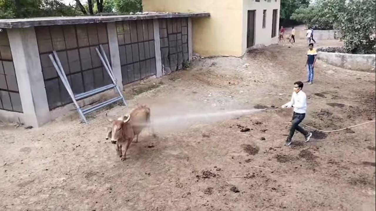 झारखंड में लंपी वायरस का कहर शुरू,1 बछड़े की मौत, गाय भी गंभीर बीमार, पशुपालकों में फैली दहशत