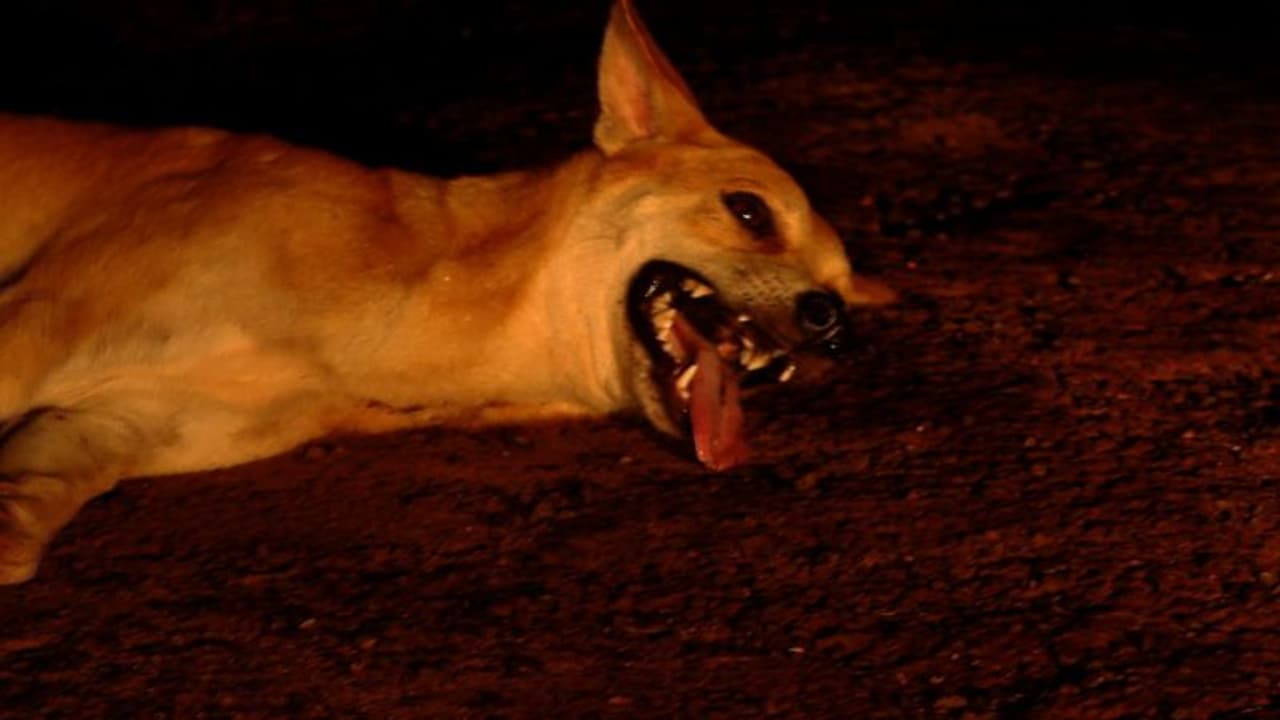 പത്തനംതിട്ടയിൽ മജിസ്ട്രേറ്റിന് തെരുവ് നായയുടെ കടിയേറ്റു; മലപ്പുറത്ത് തൊണ്ണൂറുകാരിയേയും നായ കടിച്ചു 