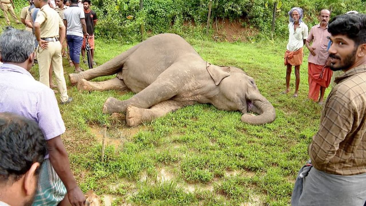 പാലക്കാട് വൈദ്യുതി കെണിയില്പ്പെട്ട് കാട്ടാന ചരിഞ്ഞു; വനം വകുപ്പ് അന്വേഷണം ആരംഭിച്ചു പാലക്കാട് വൈദ്യുതി കെണിയില്പ്പെട്ട് കാട്ടാന ചരിഞ്ഞു; വനം വകുപ്പ് അന്വേഷണം ആരംഭിച്ചു