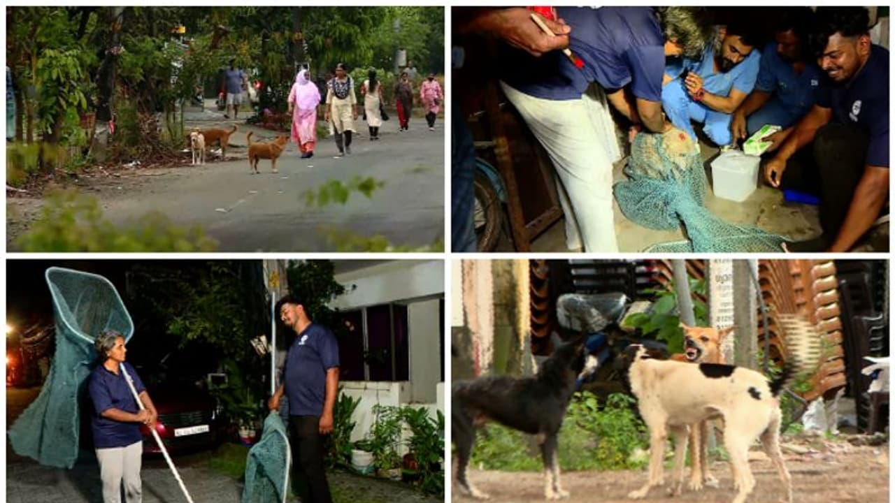 തെരുവ്നായക്കളുടെ കൃത്യമായ കണക്കില്ലാതെ സർക്കാർ, വാക്സിനേഷൻ നായ്ക്കളിൽ മാത്രം മതിയോ എന്നതിലും സംശയം തെരുവ്നായക്കളുടെ കൃത്യമായ കണക്കില്ലാതെ സർക്കാർ, വാക്സിനേഷൻ നായ്ക്കളിൽ മാത്രം മതിയോ എന്നതിലും സംശയം