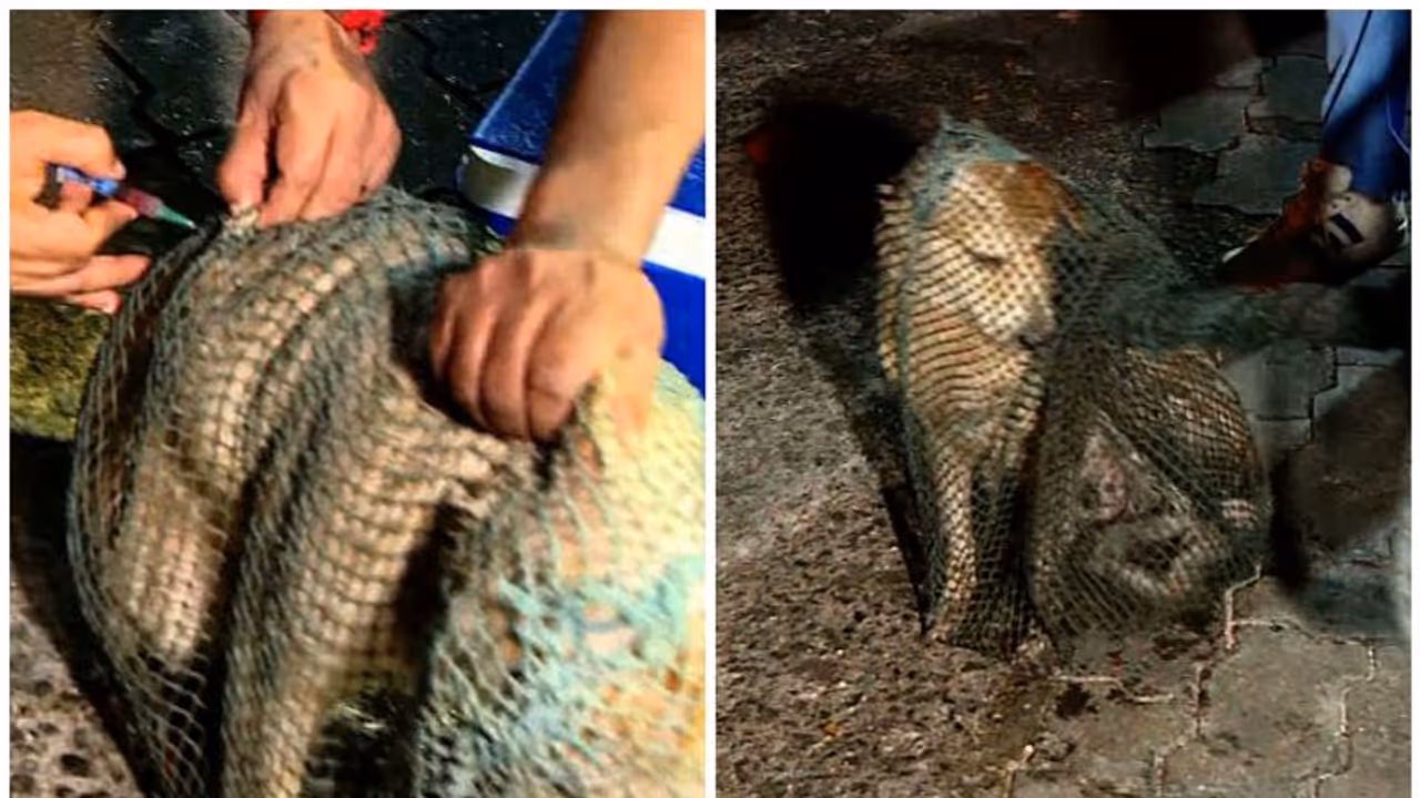 തെരുവ്നായ്ക്കൾക്ക് പേവിഷ പ്രതിരോധ കുത്തിവയ്പ് തുടങ്ങി, മെഗാ വാക്സിനേഷനായി വാങ്ങുന്നത് 10ലക്ഷം ഡോസ് തെരുവ്നായ്ക്കൾക്ക് പേവിഷ പ്രതിരോധ കുത്തിവയ്പ് തുടങ്ങി, മെഗാ വാക്സിനേഷനായി വാങ്ങുന്നത് 10ലക്ഷം ഡോസ്