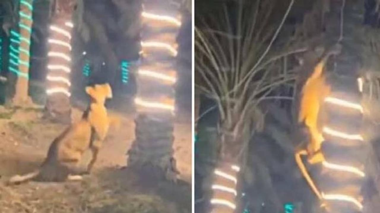 പാർട്ടിക്കിടെ സിംഹം, മരത്തിൽ കയറിയ ആൾക്ക് പിന്നാലെ കൂടി, ഭയന്നുവിറച്ച് അതിഥികൾ