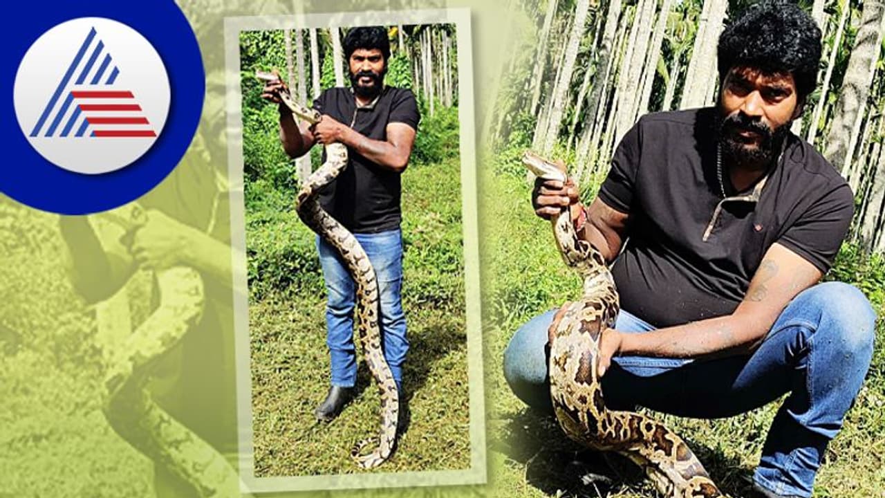 ಶಿವಮೊಗ್ಗ: ಕೋಳಿ ಫಾರಂನಲ್ಲಿ ಆತಂಕ ಮೂಡಿಸಿದ್ದ ಹೆಬ್ಬಾವು ಹಿಡಿದ ಸ್ನೇಕ್ ಕಿರಣ್..!