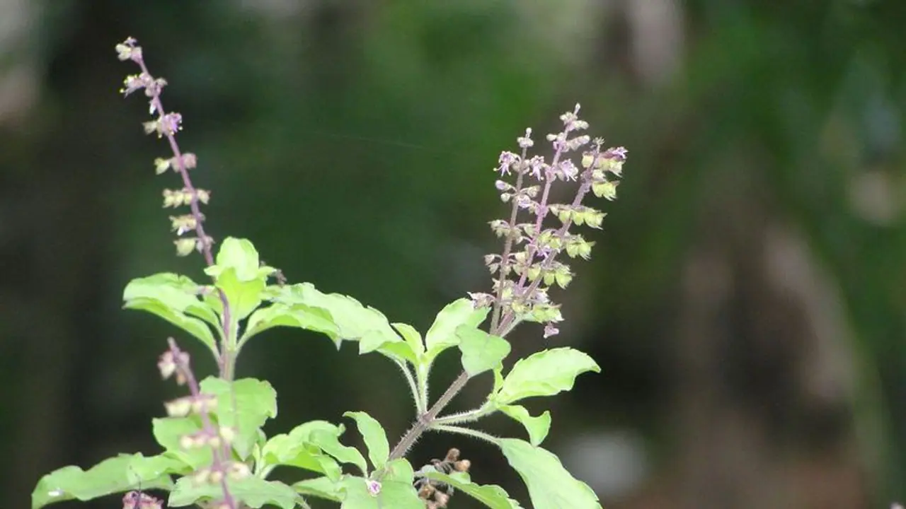 ഷുഗർ നിയന്ത്രിക്കാൻ തുളസിയില സഹായകമോ? അറിയാം...