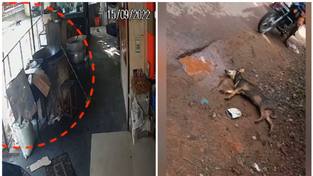 തെരുവ്നായ കുറുകേ ചാടി, ബൈക്ക് മറിഞ്ഞ് രണ്ടുപേർക്ക് പരിക്ക് , നായക്കും പരിക്ക് തെരുവ്നായ കുറുകേ ചാടി, ബൈക്ക് മറിഞ്ഞ് രണ്ടുപേർക്ക് പരിക്ക് , നായക്കും പരിക്ക്