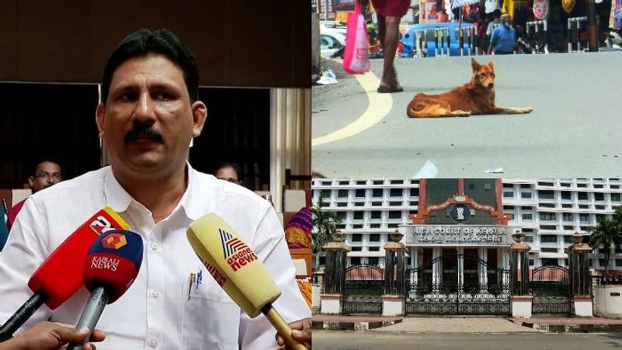 'അക്രമകാരികളായ തെരുവ് നായ്ക്കളെ കൊന്നൊടുക്കാൻ അനുമതി വേണം'; കൊല്ലം ജില്ലാ പഞ്ചായത്ത് ഹൈക്കോടതിയിൽ