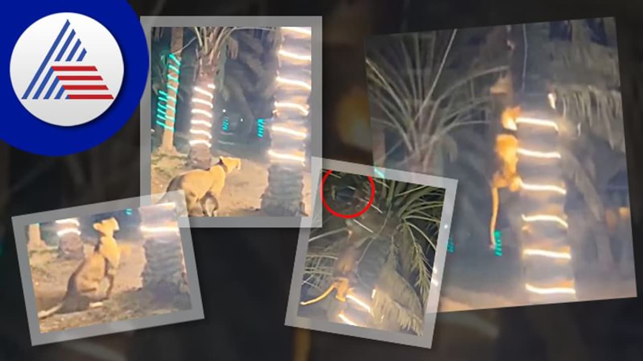 ಅಯ್ಯೋ ಕಾಪಾಡಿ... ಪಾರ್ಟಿಗೆ ಬಂದ ಸಿಂಹಿಣಿ: ಮರವೇರಿದ ಅತಿಥಿ video viral 