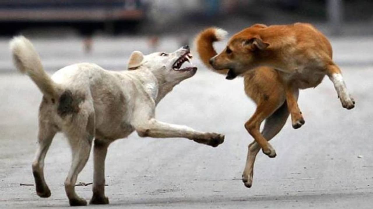 Kerala: Rabid dog subdued after attacking four in Kozhikode