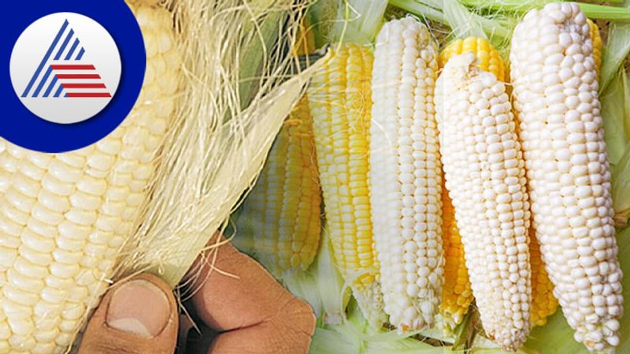 ಬಿಳಿ ದೇಸಿ ಕಾರ್ನ್ v/s ಹಳದಿ ಕಾರ್ನ್ ಆರೋಗ್ಯಕ್ಕೆ ಯಾವ್ದು ಒಳ್ಳೇದು ? ಬಿಳಿ ದೇಸಿ ಕಾರ್ನ್ v/s ಹಳದಿ ಕಾರ್ನ್ ಆರೋಗ್ಯಕ್ಕೆ ಯಾವ್ದು ಒಳ್ಳೇದು ?