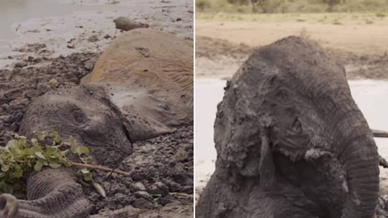 ചെളിയിൽ താഴ്ന്ന് രണ്ട് ദിവസം, അനങ്ങുന്നത് കണ്ണും തുമ്പിക്കൈയും മാത്രം; ഒടുവിൽ ആനകൾക്ക് രക്ഷ