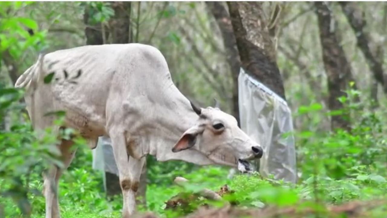 പാലക്കാട്ട് കറവപ്പശുവിന് പേവിഷബാധ പാലക്കാട്ട് കറവപ്പശുവിന് പേവിഷബാധ
