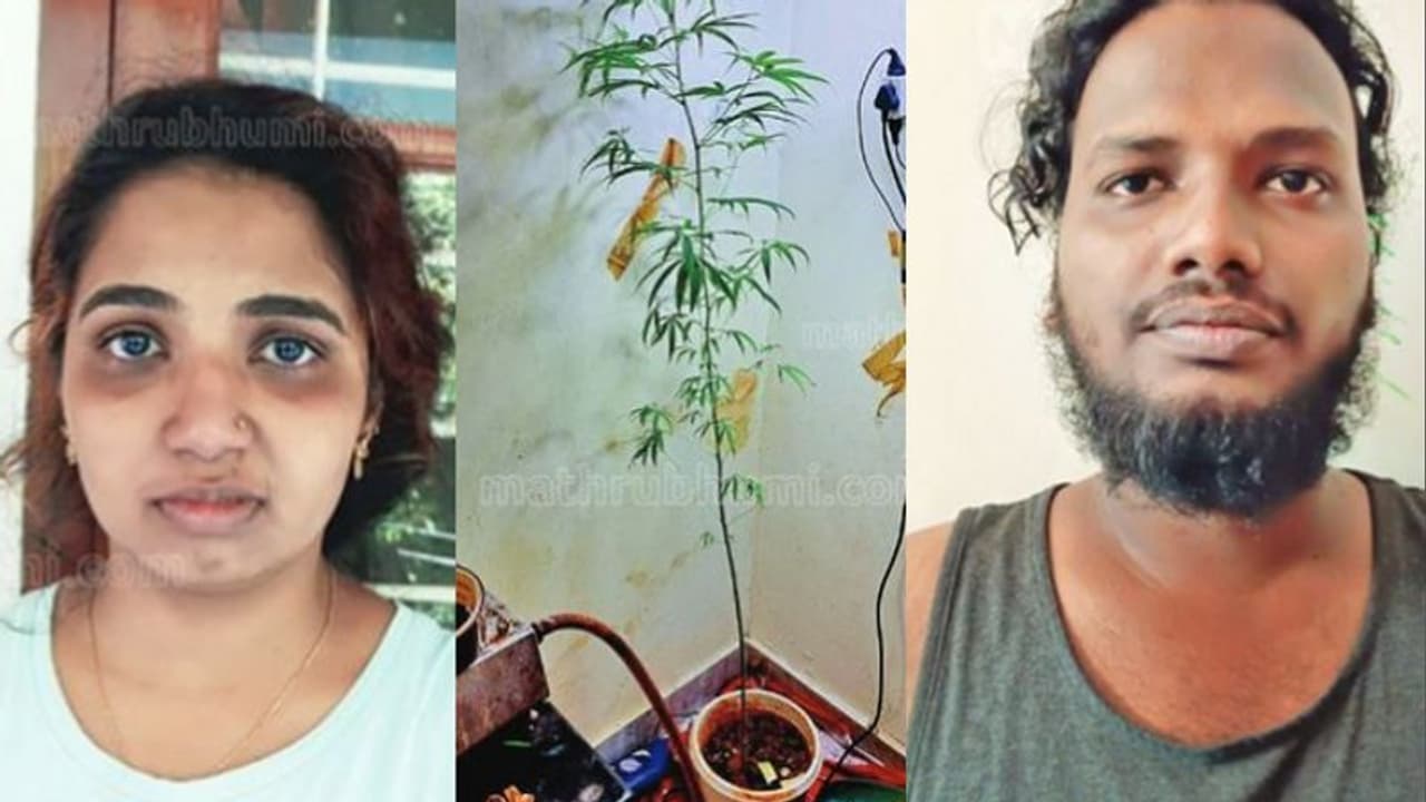ഫ്ലാറ്റിന്റെ അടുക്കളയില് കഞ്ചാവ് വളര്ത്തിയ യുവാവും യുവതിയും പിടിയില് ഫ്ലാറ്റിന്റെ അടുക്കളയില് കഞ്ചാവ് വളര്ത്തിയ യുവാവും യുവതിയും പിടിയില്