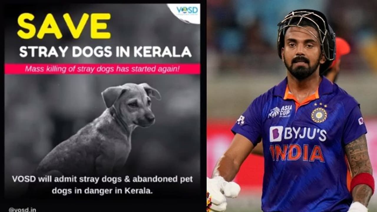 കേരളത്തിൽ തെരുവ് നായ്ക്കളെ കൂട്ടക്കൊല ചെയ്യുന്നത് അവസാനിപ്പിക്കണമെന്ന് കെ.എൽ.രാഹുൽ 