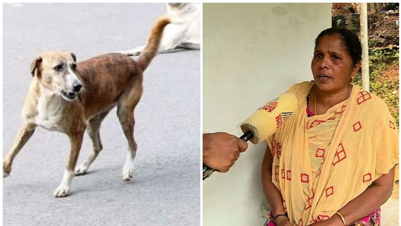 തെരുവ് നായകളെ കൊണ്ട് പൊറുതിമുട്ടി; വീട് വീട്ടിറങ്ങി മലപ്പുറത്തെ വീട്ടമ്മ തെരുവ് നായകളെ കൊണ്ട് പൊറുതിമുട്ടി; വീട് വീട്ടിറങ്ങി മലപ്പുറത്തെ വീട്ടമ്മ