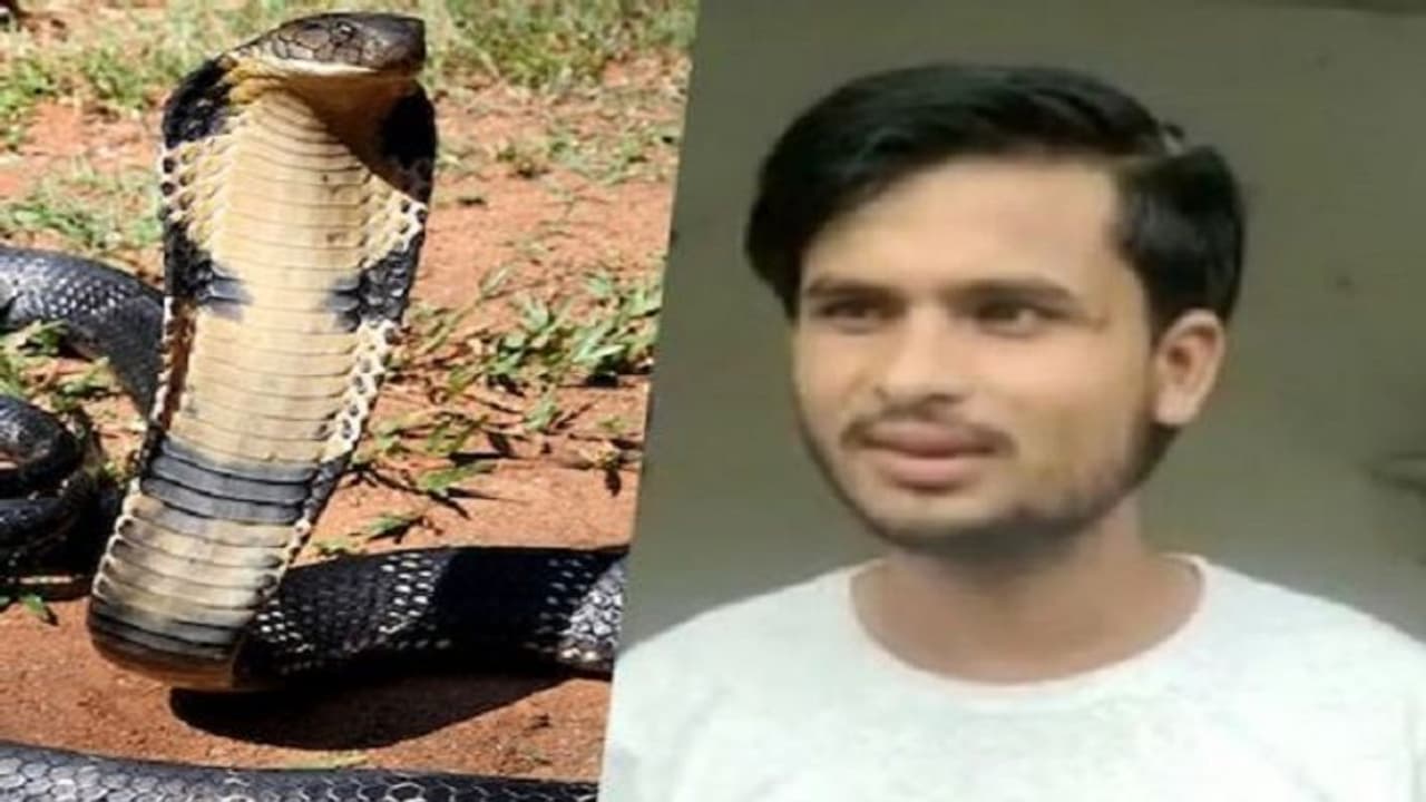 एक दो, तीन नहीं बल्कि पांच बार डस चुका है सांप लेकिन...युवक से पुरानी दुश्मनी निकाल रहा नाग एक दो, तीन नहीं बल्कि पांच बार डस चुका है सांप लेकिन...युवक से पुरानी दुश्मनी निकाल रहा नाग