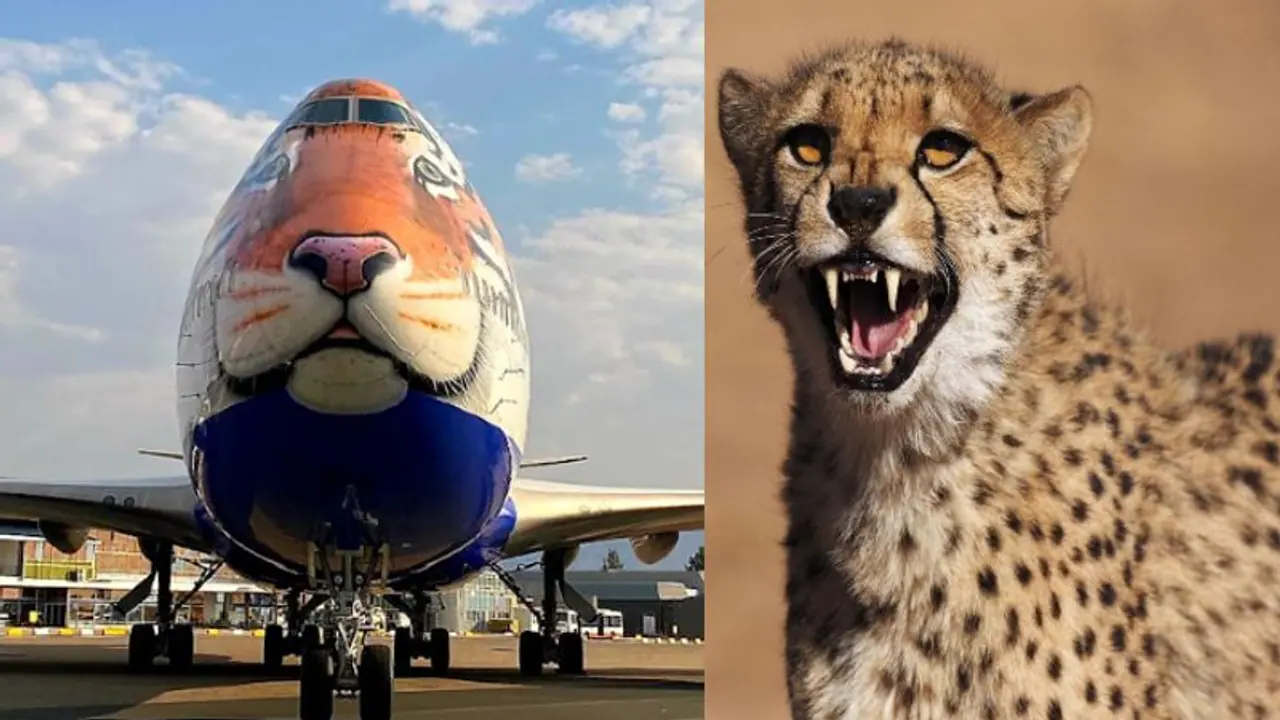 नामीबिया से चीतों को ला रहे स्पेशल विमान का बदला रूट, जयपुर के बजाए इस जिले में होगी लैंडिंग नामीबिया से चीतों को ला रहे स्पेशल विमान का बदला रूट, जयपुर के बजाए इस जिले में होगी लैंडिंग