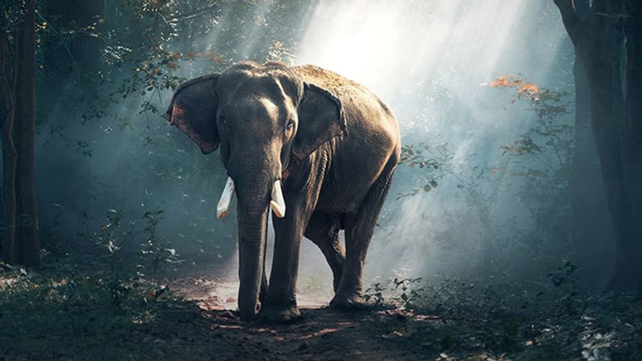 Mahalaxmi Vrat 2022: अर्जुन स्वर्ग से क्यों लेकर आए देवराज इंद्र का हाथी, क्या है ये पूरी कथा? Mahalaxmi Vrat 2022: अर्जुन स्वर्ग से क्यों लेकर आए देवराज इंद्र का हाथी, क्या है ये पूरी कथा?