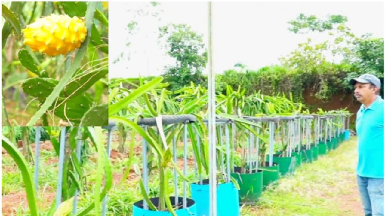 'മഞ്ഞയുടെ മൊഞ്ചി'ല് ഉമര്കുട്ടിയുടെ ഡ്രാഗണ് ഫ്രൂട്ട് കൃഷിത്തോട്ടം 'മഞ്ഞയുടെ മൊഞ്ചി'ല് ഉമര്കുട്ടിയുടെ ഡ്രാഗണ് ഫ്രൂട്ട് കൃഷിത്തോട്ടം