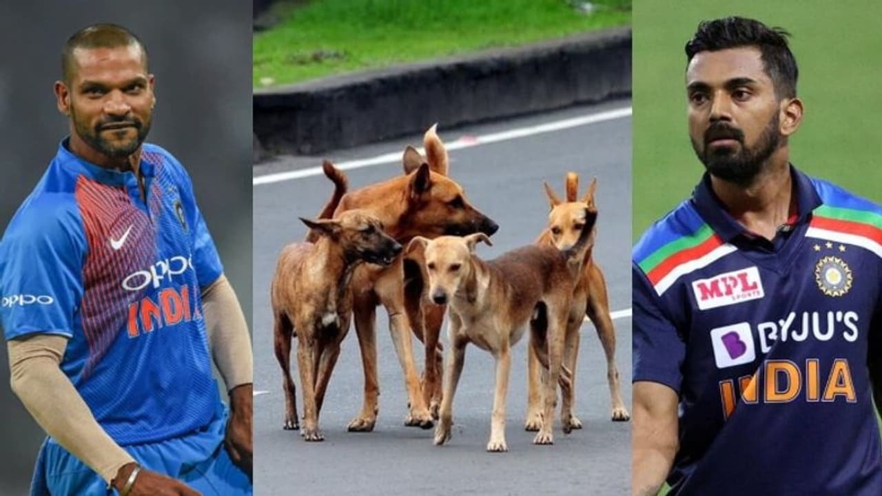 'ഇത് ഭയാനകം, കേരളത്തിൽ തെരുവ് നായ്ക്കളെ കൂട്ടത്തോടെ കൊല്ലുന്നു'; രാഹുലിന് പിന്നാലെ ശിഖര് ധവാനും രംഗത്ത് 'ഇത് ഭയാനകം, കേരളത്തിൽ തെരുവ് നായ്ക്കളെ കൂട്ടത്തോടെ കൊല്ലുന്നു'; രാഹുലിന് പിന്നാലെ ശിഖര് ധവാനും രംഗത്ത്