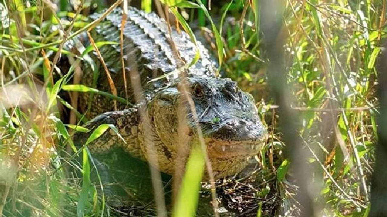 കുഞ്ഞുങ്ങൾക്കായി വീടുണ്ടാക്കി മൂന്നു കാലുള്ള ചീങ്കണ്ണി; കൗതുകം നിറഞ്ഞ വീഡിയോ വൈറലാകുന്നു കുഞ്ഞുങ്ങൾക്കായി വീടുണ്ടാക്കി മൂന്നു കാലുള്ള ചീങ്കണ്ണി; കൗതുകം നിറഞ്ഞ വീഡിയോ വൈറലാകുന്നു