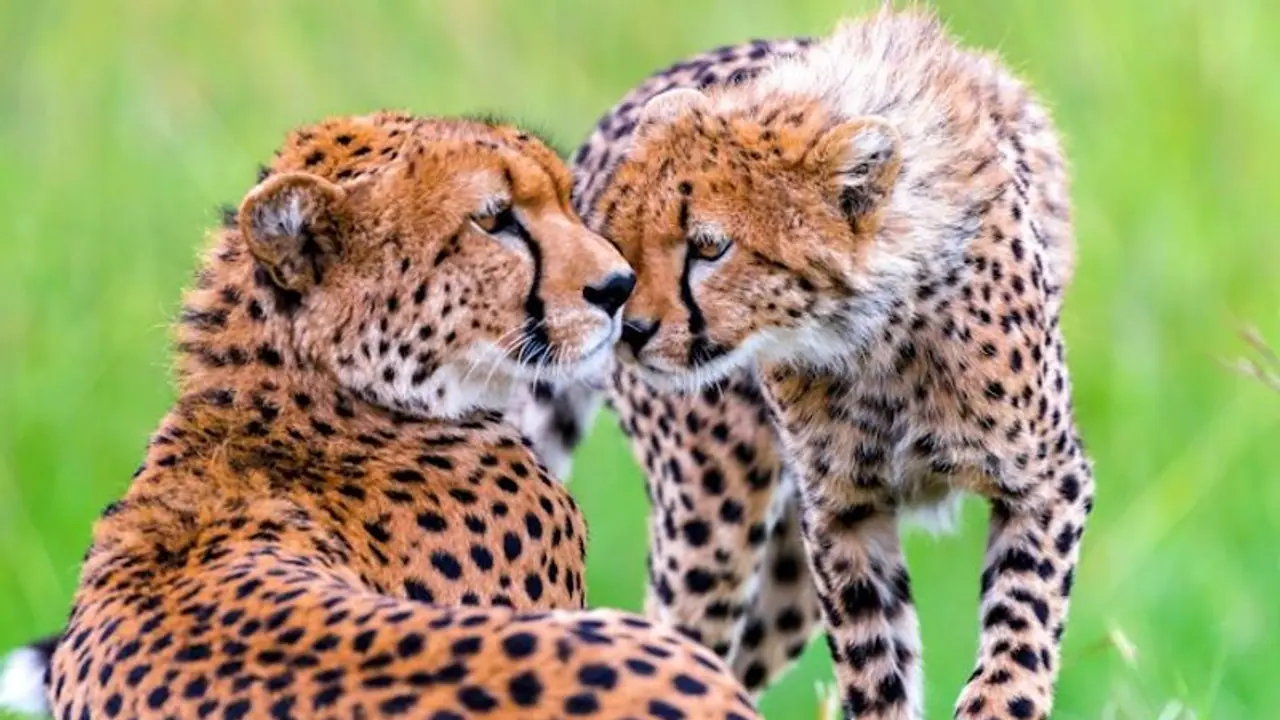 Cheetahs' arrival in Kuno sees Sheopur property rates skyrocket