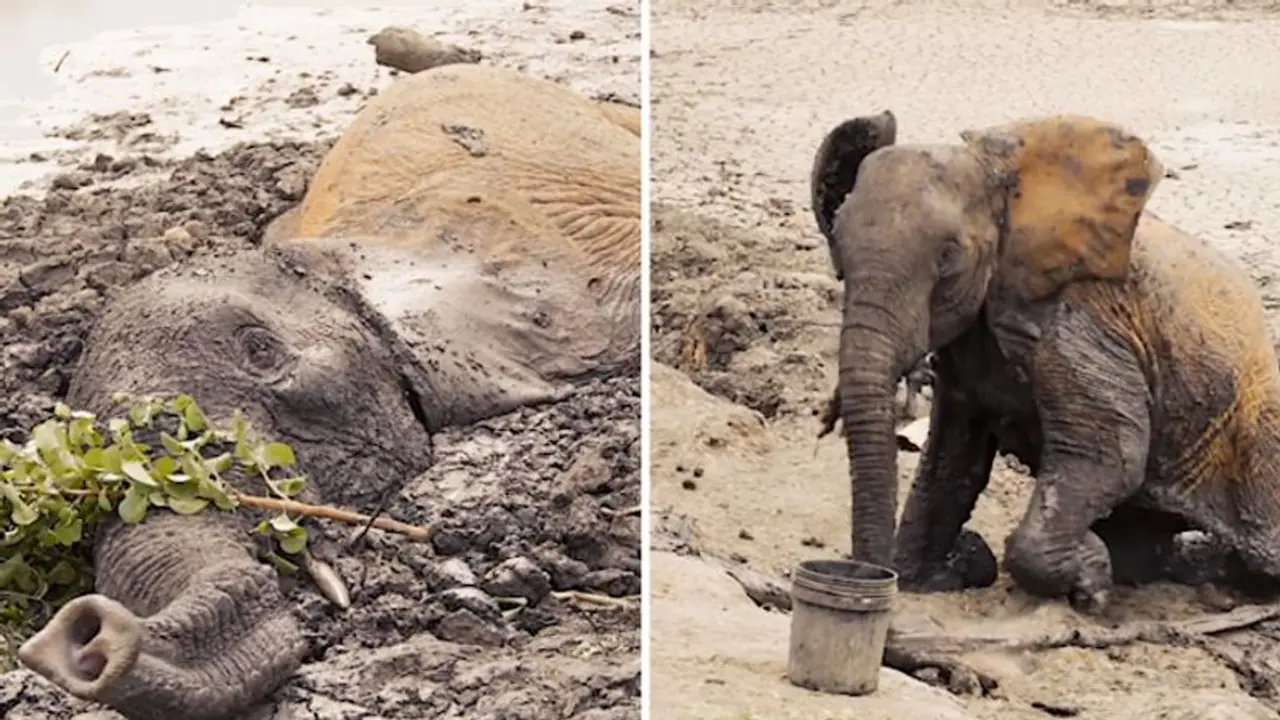 Watch: Elephants being rescued after getting stuck in mud for two days; Netizens react