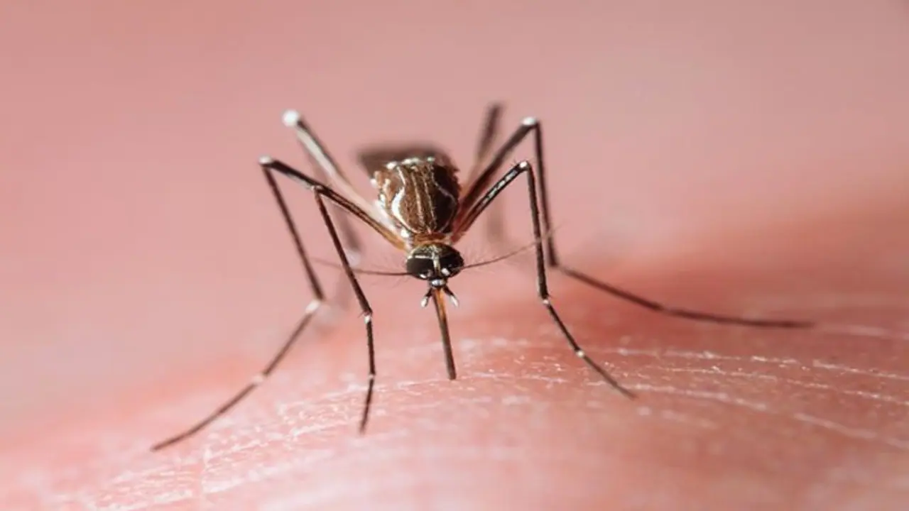 আচমকাই চরিত্র বদলে ফেলেছে ডেঙ্গি, রোগের লক্ষণ বারবার বদলে যাওয়ায় উদ্বেগে প্রশাসন ও স্বাস্থ্য বিভাগ
