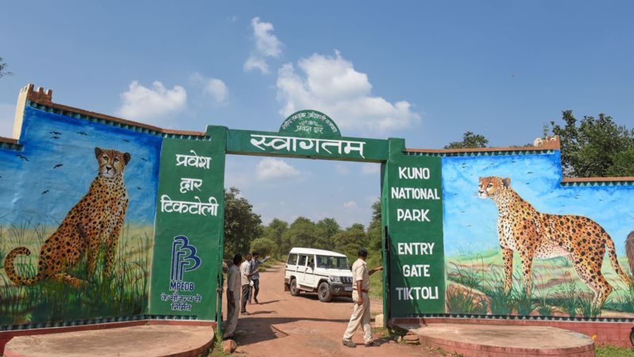 Cheetah: cheetah in india: 8 நமீபிய சீட்டா சிறுத்தைகள் ஹெலிகாப்டர் மூலம் குவாலியர் உயிரியல் பூங்கா வந்தன Cheetah: cheetah in india: 8 நமீபிய சீட்டா சிறுத்தைகள் ஹெலிகாப்டர் மூலம் குவாலியர் உயிரியல் பூங்கா வந்தன