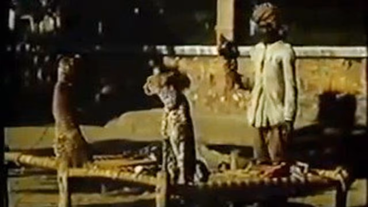 কীভাবে শিকার করা হত চিতা? ১৯৩৯ এর ভিডিও ঘিরে শোরগোল নেট পাড়ায় কীভাবে শিকার করা হত চিতা? ১৯৩৯ এর ভিডিও ঘিরে শোরগোল নেট পাড়ায়