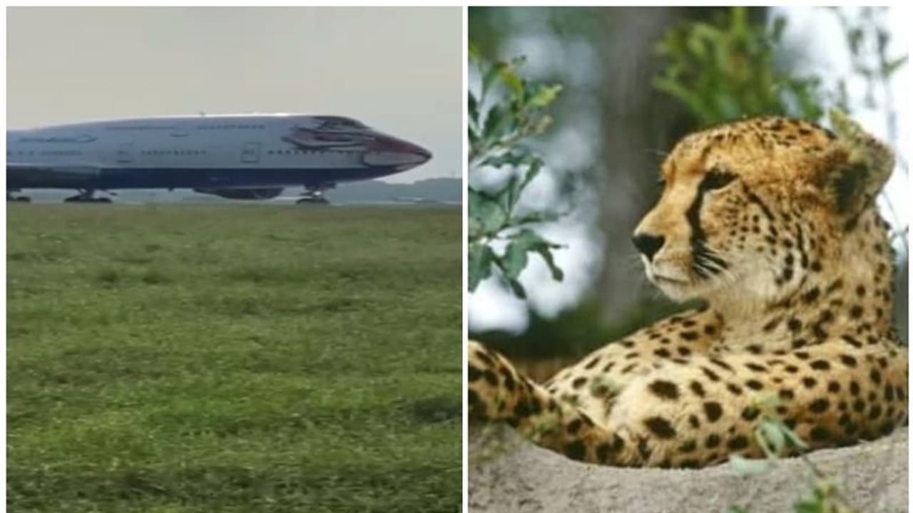 പറന്നിറങ്ങി ചീറ്റകൾ; 8 ചീറ്റപ്പുലികളെ കുനോ ദേശീയോദ്യാനത്തിലേക്ക് പ്രധാനമന്ത്രി തുറന്നുവിടും പറന്നിറങ്ങി ചീറ്റകൾ; 8 ചീറ്റപ്പുലികളെ കുനോ ദേശീയോദ്യാനത്തിലേക്ക് പ്രധാനമന്ത്രി തുറന്നുവിടും