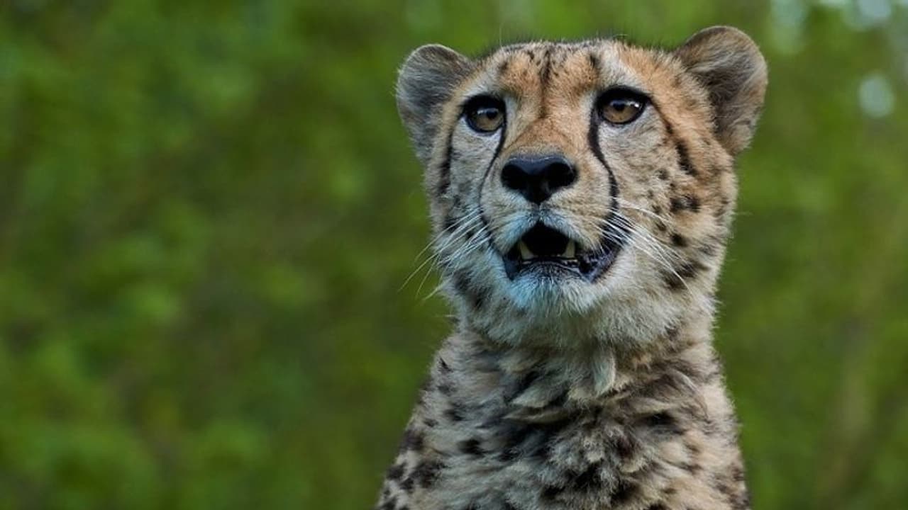 వార్నీ.. పిల్లి కూనలు అనుకొని చిరుతలను తీసుకొచ్చిన మేకల కాపరులు.. వాటిని అడవిలోకి తీసుకెళ్లిన తల్లి చిరుత వార్నీ.. పిల్లి కూనలు అనుకొని చిరుతలను తీసుకొచ్చిన మేకల కాపరులు.. వాటిని అడవిలోకి తీసుకెళ్లిన తల్లి చిరుత