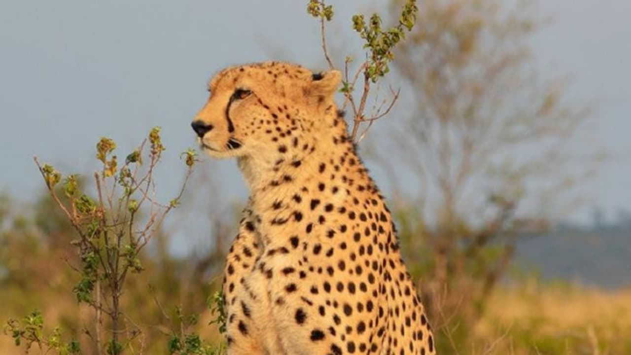 இந்தியாவில் தொடர்ந்து அதிகரிக்கும் புலி, சிறுத்தை, சீட்டா எண்ணிக்கை!! இந்தியாவில் தொடர்ந்து அதிகரிக்கும் புலி, சிறுத்தை, சீட்டா எண்ணிக்கை!!