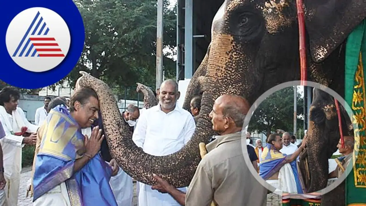 ಆನೆಗಳು ಸೊಂಡಿಲಲ್ಲಿ ಆಶೀರ್ವದಿಸಿದ್ರೆ ಅನ್ಕೊಂಡಿದ್ದೆಲ್ಲ ಆಗುತ್ತಾ? ಆನೆಗಳು ಸೊಂಡಿಲಲ್ಲಿ ಆಶೀರ್ವದಿಸಿದ್ರೆ ಅನ್ಕೊಂಡಿದ್ದೆಲ್ಲ ಆಗುತ್ತಾ?