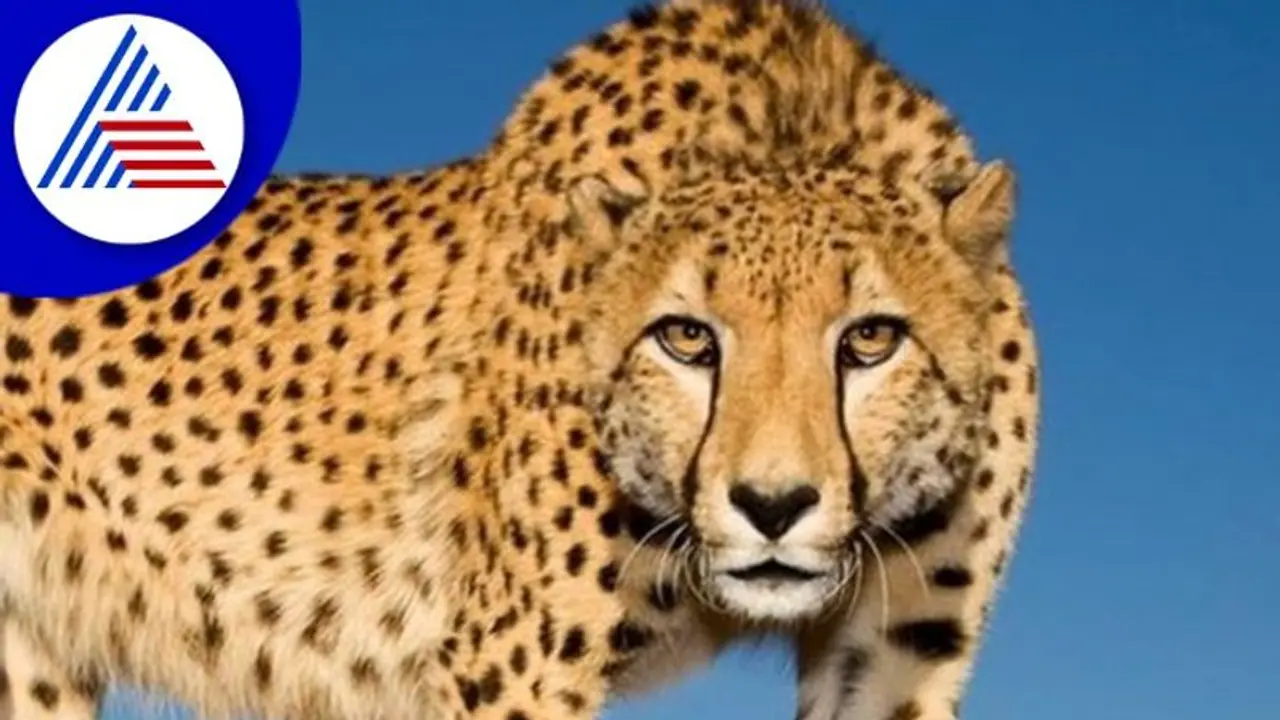 ಏಳು ದಶಕಗಳ ಬಳಿಕ ಮರಳಿ ಬಂತು ಚೀತಾ! ಏಳು ದಶಕಗಳ ಬಳಿಕ ಮರಳಿ ಬಂತು ಚೀತಾ!