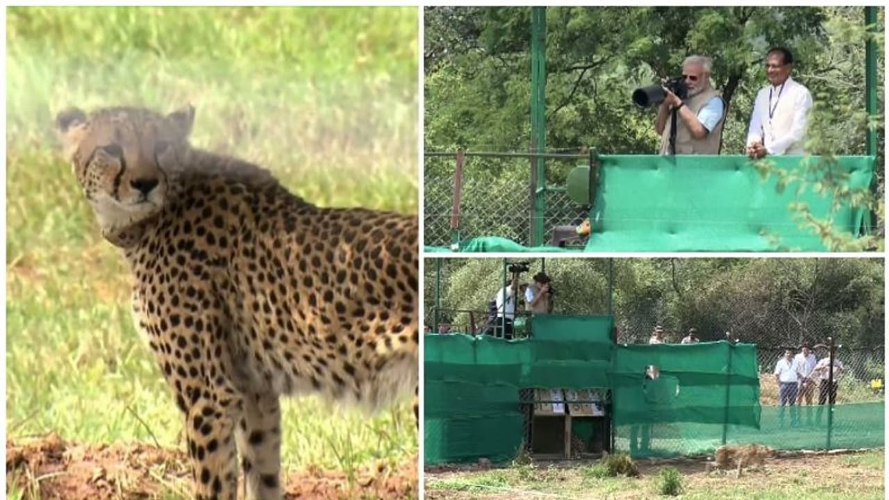 Cheetah: modi : 'சீட்டா'வின் சிறப்புகள் ! நமீபிய சீட்டா சிறுத்தைகளை கூண்டிலிருந்து திறந்தார் பிரதமர் மோடி Cheetah: modi : 'சீட்டா'வின் சிறப்புகள் ! நமீபிய சீட்டா சிறுத்தைகளை கூண்டிலிருந்து திறந்தார் பிரதமர் மோடி