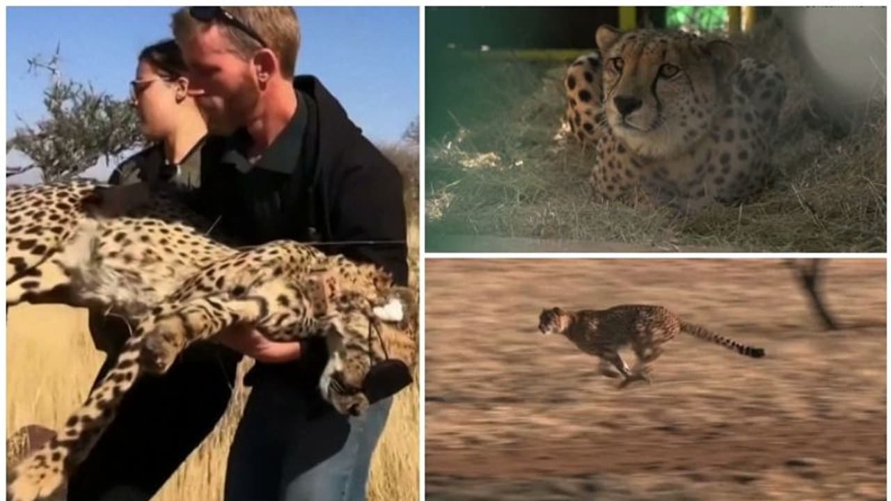 'മ്യാവൂ, മ്യാവൂ'; പൂച്ചക്കുഞ്ഞിന്റേതിന് സമാനമായ ചീറ്റക്കരച്ചിൽ! ചീറ്റപ്പുലികളെ പിടികൂടുന്ന ദൃശ്യങ്ങൾ പുറത്ത് 'മ്യാവൂ, മ്യാവൂ'; പൂച്ചക്കുഞ്ഞിന്റേതിന് സമാനമായ ചീറ്റക്കരച്ചിൽ! ചീറ്റപ്പുലികളെ പിടികൂടുന്ന ദൃശ്യങ്ങൾ പുറത്ത്