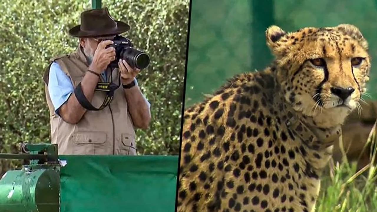 8 Cheetahs walk on Indian soil again: PM Modi releases the big cats in Kuno National Park 8 Cheetahs walk on Indian soil again: PM Modi releases the big cats in Kuno National Park
