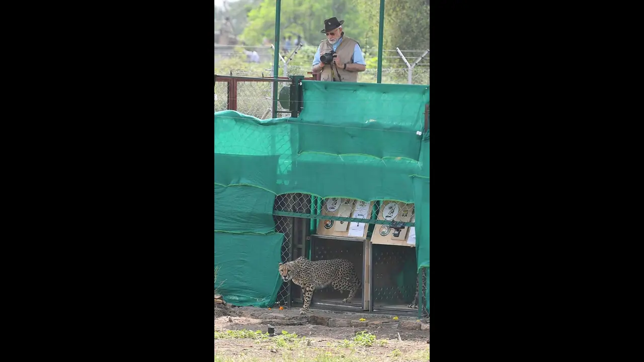 కూనో నేషనల్ పార్క్‌లో చీతాలను విడుదల చేసిన ప్రధాని మోదీ.. 