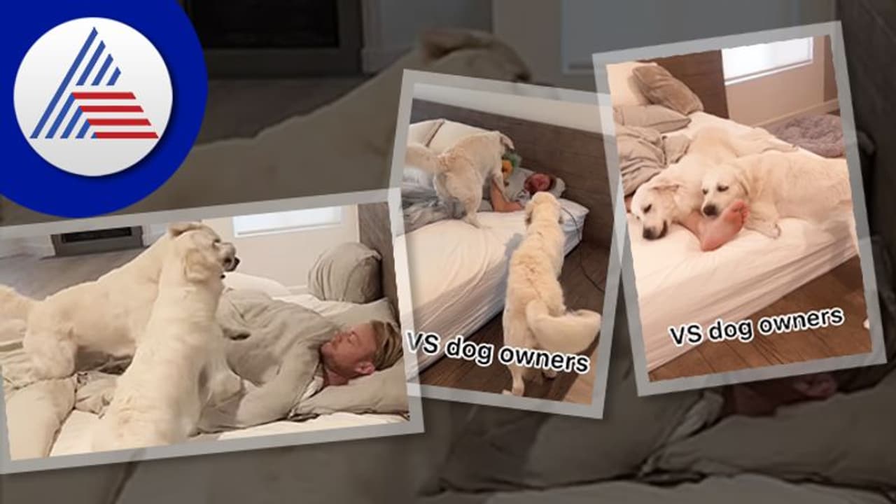 ನೀವು ಶ್ವಾನಗಳ ಮಾಲೀಕರ: ಹಾಗಿದ್ರೆ ನಿಮಗೂ ಈ ಅನುಭವ ಆಗಿರಬೇಕು : Viral Video ನೀವು ಶ್ವಾನಗಳ ಮಾಲೀಕರ: ಹಾಗಿದ್ರೆ ನಿಮಗೂ ಈ ಅನುಭವ ಆಗಿರಬೇಕು : Viral Video