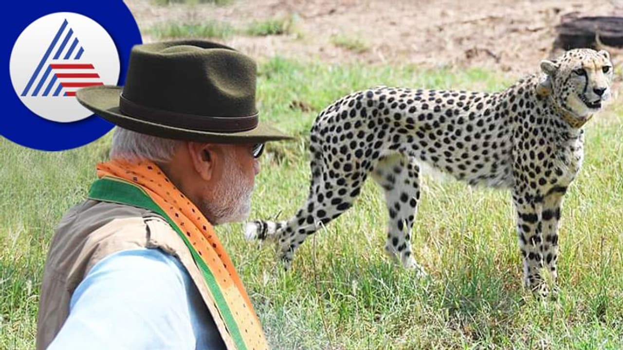 ಇದು ಆರಂಭ ಮಾತ್ರ, ದಕ್ಷಿಣ ಆಫ್ರಿಕಾ, ನಮೀಬಿಯಾದಿಂದ ಭಾರತಕ್ಕೆ ಬರಲಿದೆ 500 ಚೀತಾ!