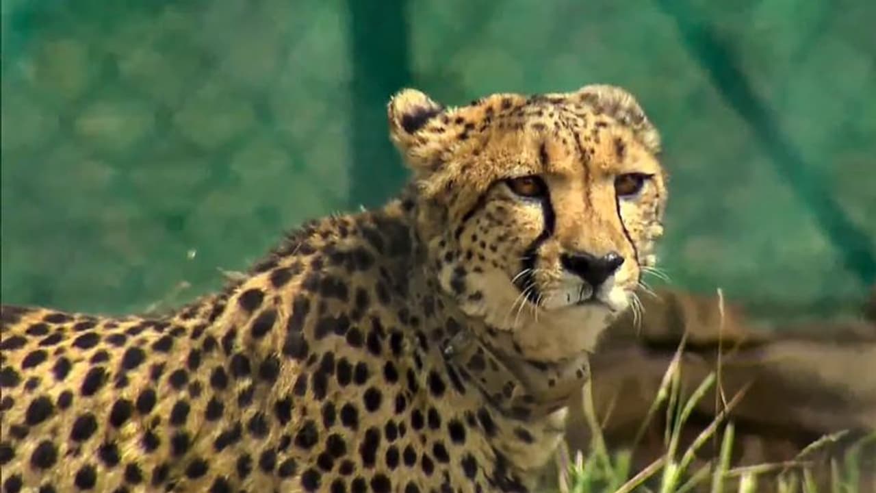 Female cheetah detected with hepatorenal infection at Kuno park, doing much better, says MP forest officials Female cheetah detected with hepatorenal infection at Kuno park, doing much better, says MP forest officials