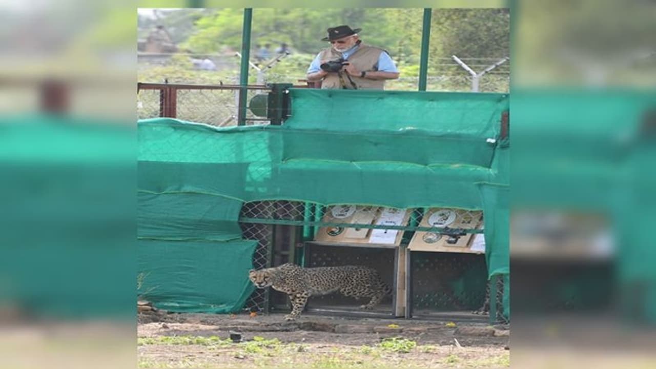 ভারতের মাটিতে নামল আট চিতা, ‘ঐতিহাসিক দিন’ এ খাঁচামুক্ত করলেন নরেন্দ্র মোদী