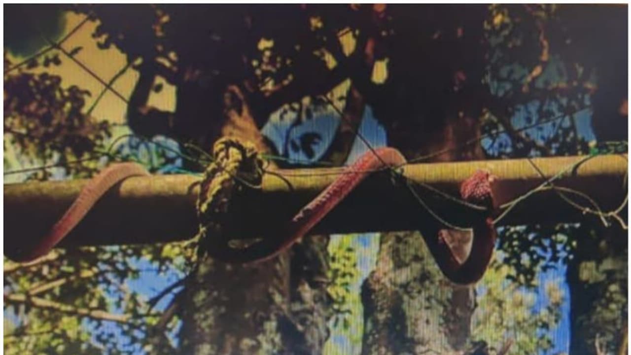 പൊലീസ് സ്റ്റേഷനിൽ ശല്യമായി വാനരക്കൂട്ടം; ഉദ്യോഗസ്ഥർ പരീക്ഷിച്ച പുതിയ വിദ്യ ഇതാണ്... പൊലീസ് സ്റ്റേഷനിൽ ശല്യമായി വാനരക്കൂട്ടം; ഉദ്യോഗസ്ഥർ പരീക്ഷിച്ച പുതിയ വിദ്യ ഇതാണ്...