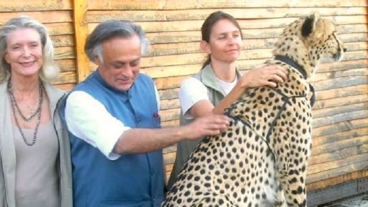 ৭০ বছর পর ভারতের জঙ্গলে ৮ চিতা, কংগ্রেসের দাবি এটি তাদের উদ্যোগেরই ফসল ।