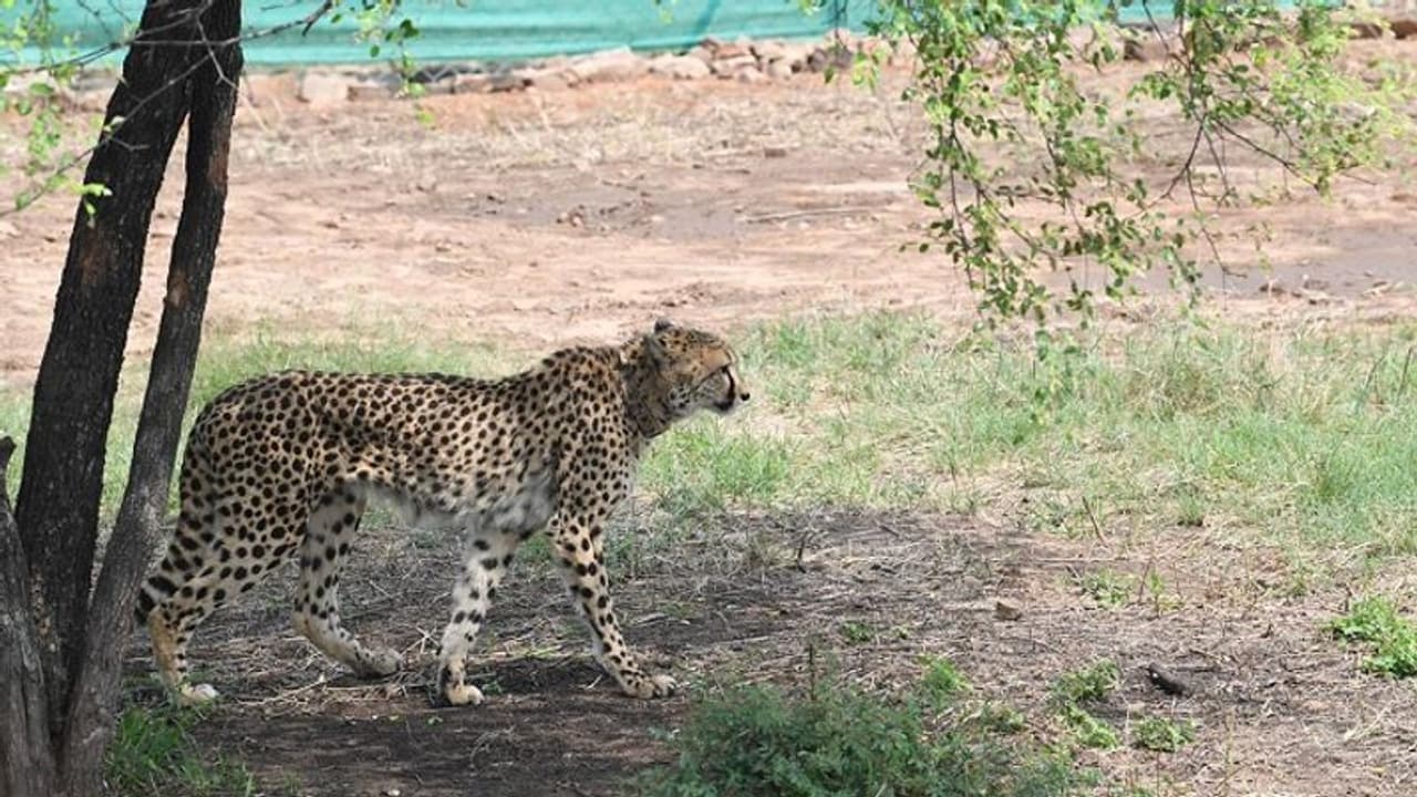 120 Kmph की रफ्तार, दूरबीन सी निगाहें और स्प्रिंग जैसी लचक, क्या चीता के बारे में ये बातें जानते हैं आप?