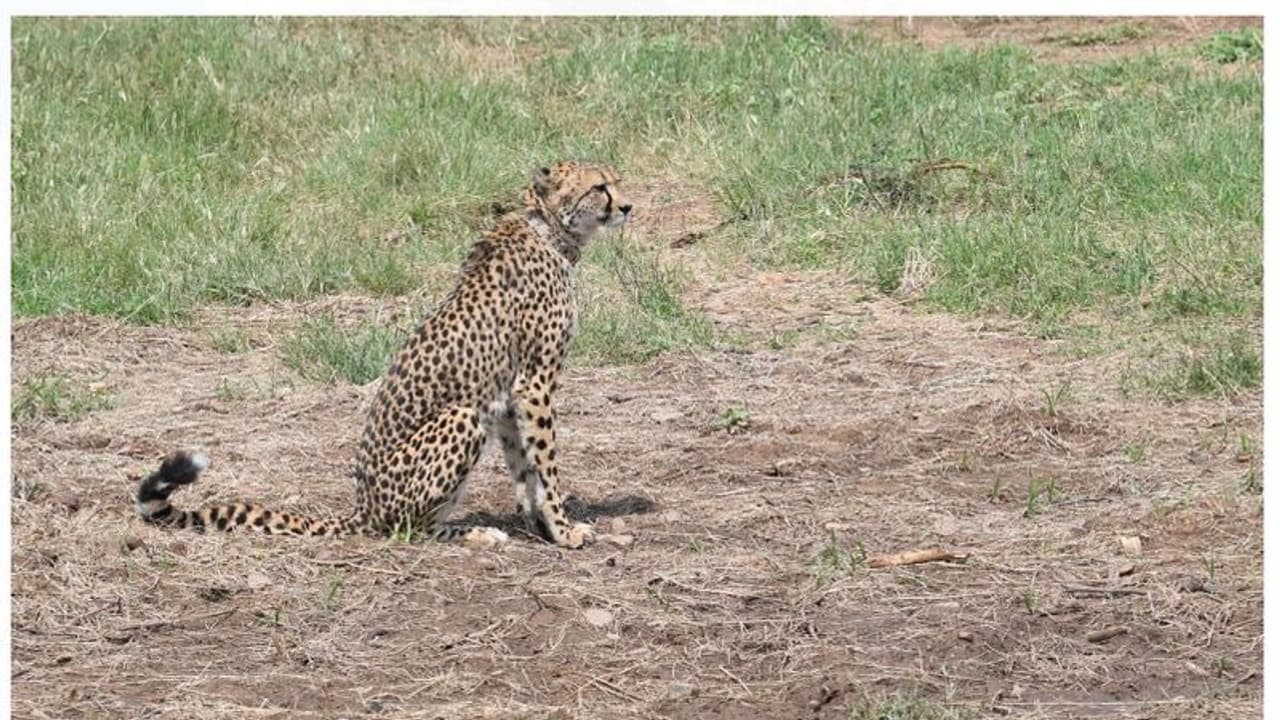 'ആശ'യുടെ ​ഗർഭമലസി; പുതിയ കുഞ്ഞുങ്ങൾക്കായി ഇനിയും കാത്തിരിക്കണം