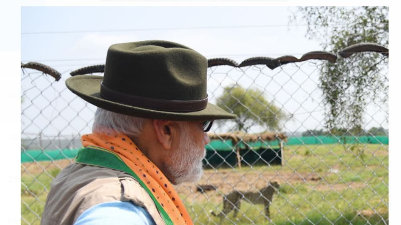 ৭০ বছর পর ভারতের জঙ্গলে ৮ চিতা, শিকার ধরা থেকে দৌঁড় কতটা দক্ষ আফ্রিকান চিতা, জানুন ৭০ বছর পর ভারতের জঙ্গলে ৮ চিতা, শিকার ধরা থেকে দৌঁড় কতটা দক্ষ আফ্রিকান চিতা, জানুন