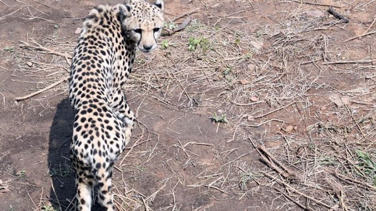 ಭಾರತದಲ್ಲಿ ನಮೀಬಿಯಾ ಚೀತಾಗಳಿಂದ ಮೊದಲ ಬೇಟೆ