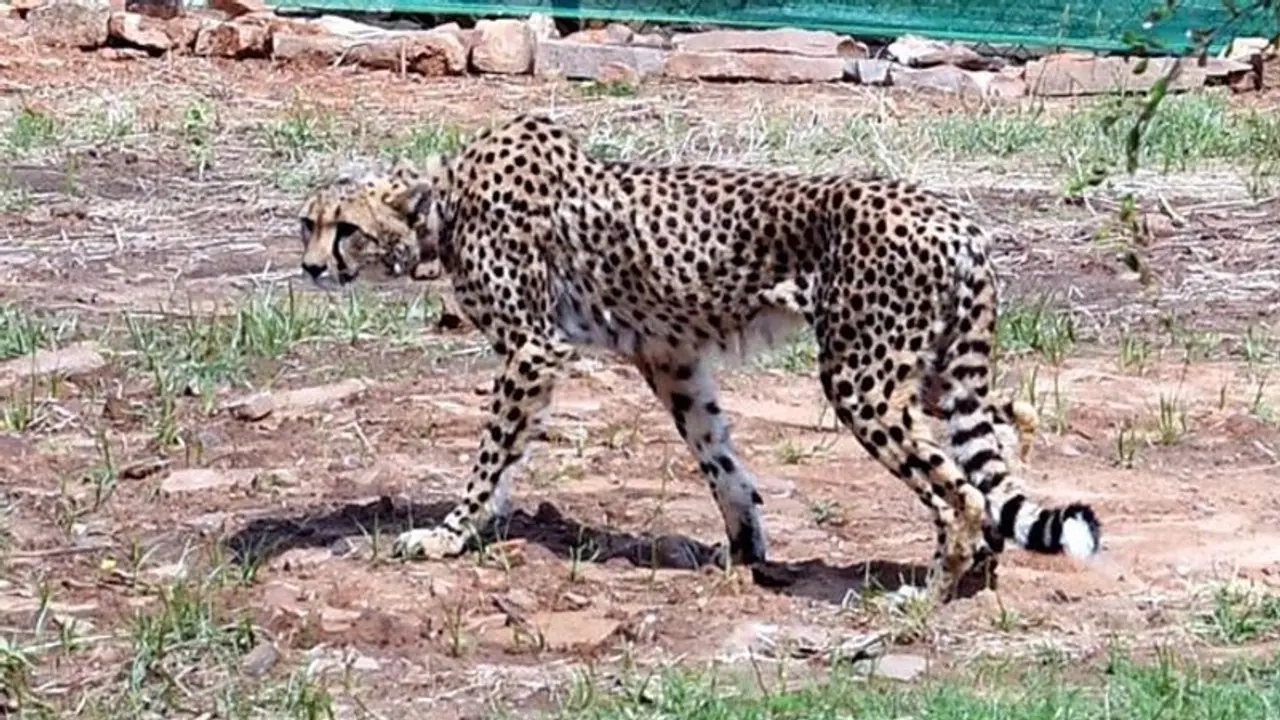 ಫೆ.18ಕ್ಕೆ ಮತ್ತೆ ಭಾರತಕ್ಕೆ ಬರಲಿದೆ 13 ಆಫ್ರಿಕಾ ಚೀತಾ